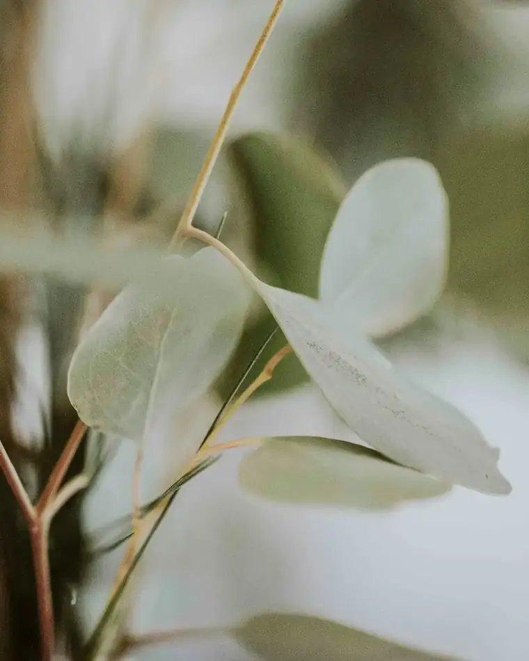 Soft eucalyptus leaves in natural light